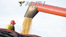 AMTV: Los contratos de soja pierden terrenos y los de trigo permanecen presionados
